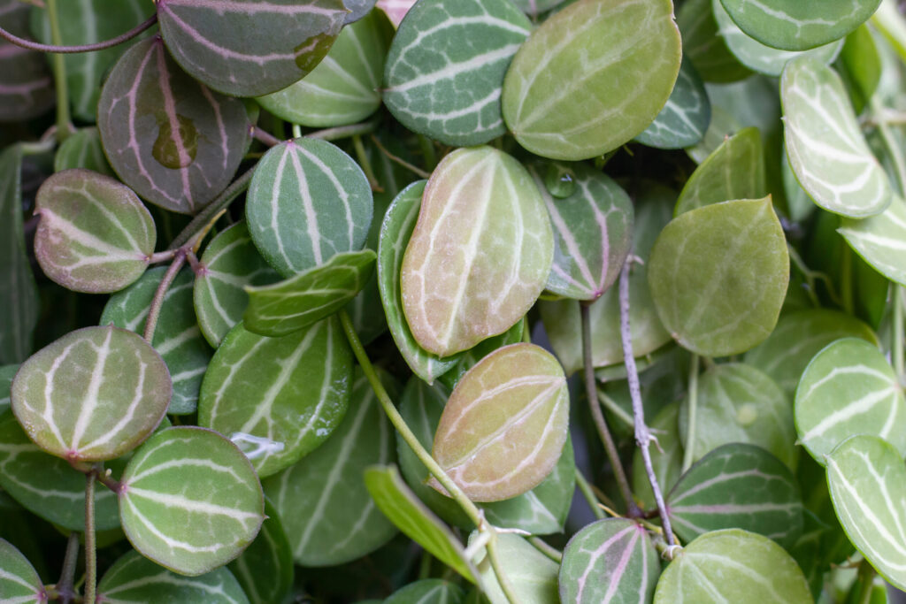 ディスキディア オバタの葉っぱの特徴