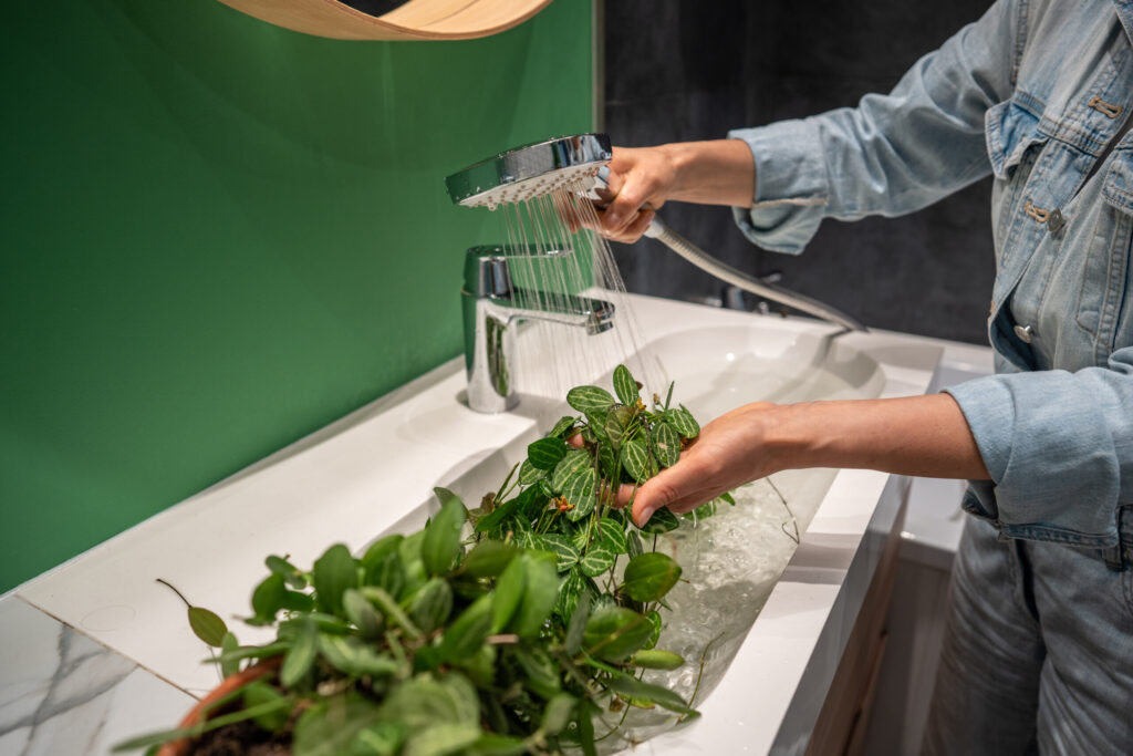 ディスキディア オバタの育て方