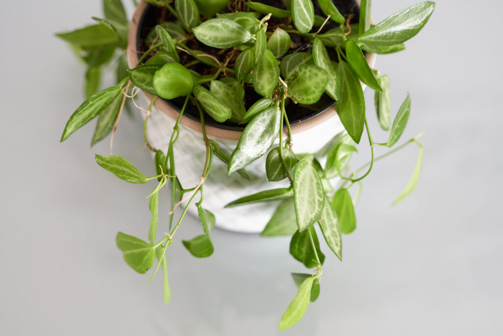 ディスキディア オバタの栽培環境