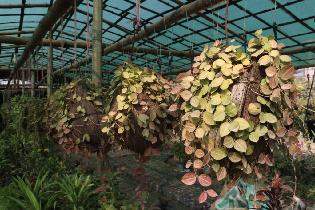 ディスキディア オバタの増やし方