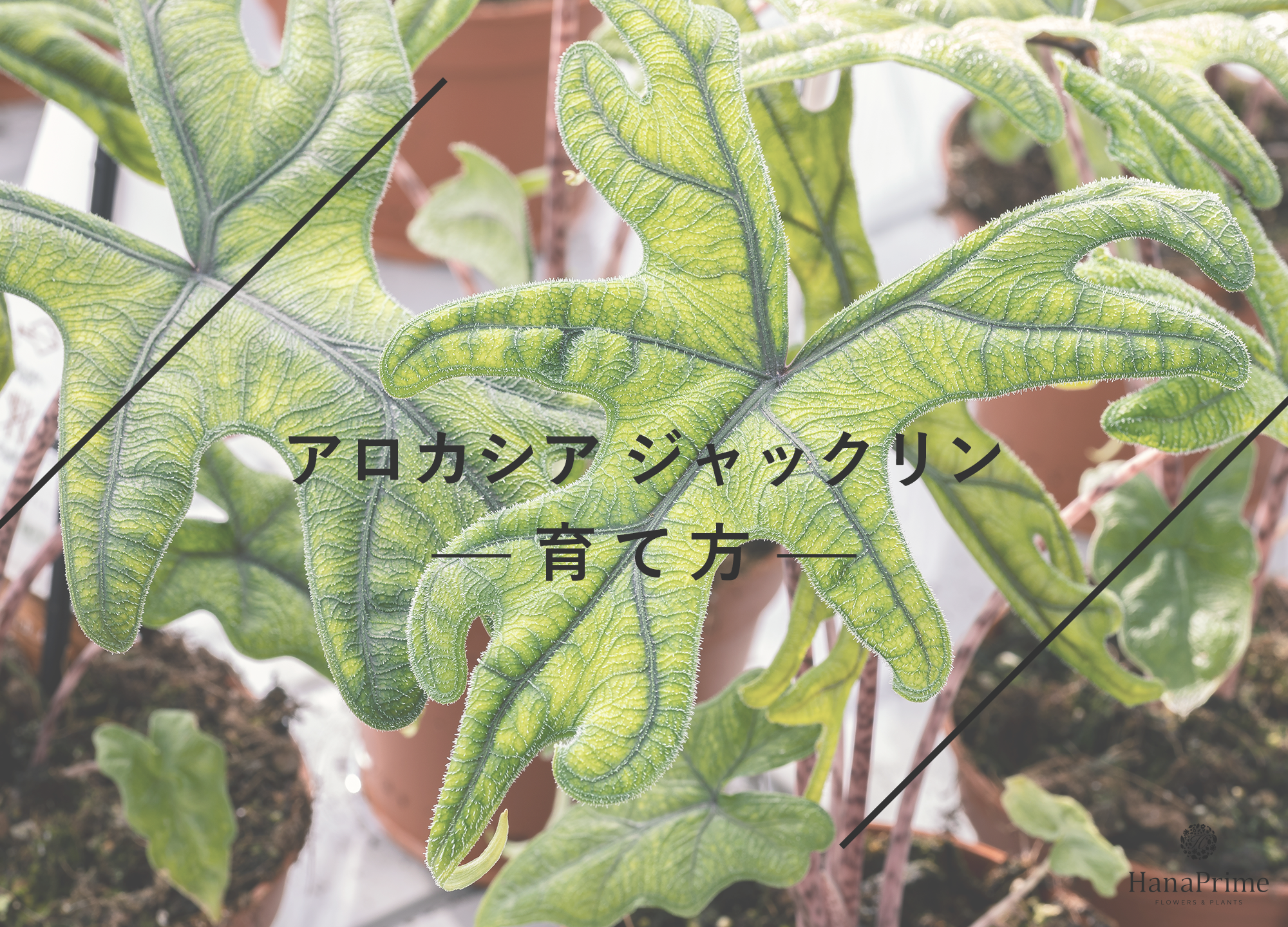 アロカシア ジャックリンの育て方｜植物図鑑｜HanaPrime（ハナプライム）