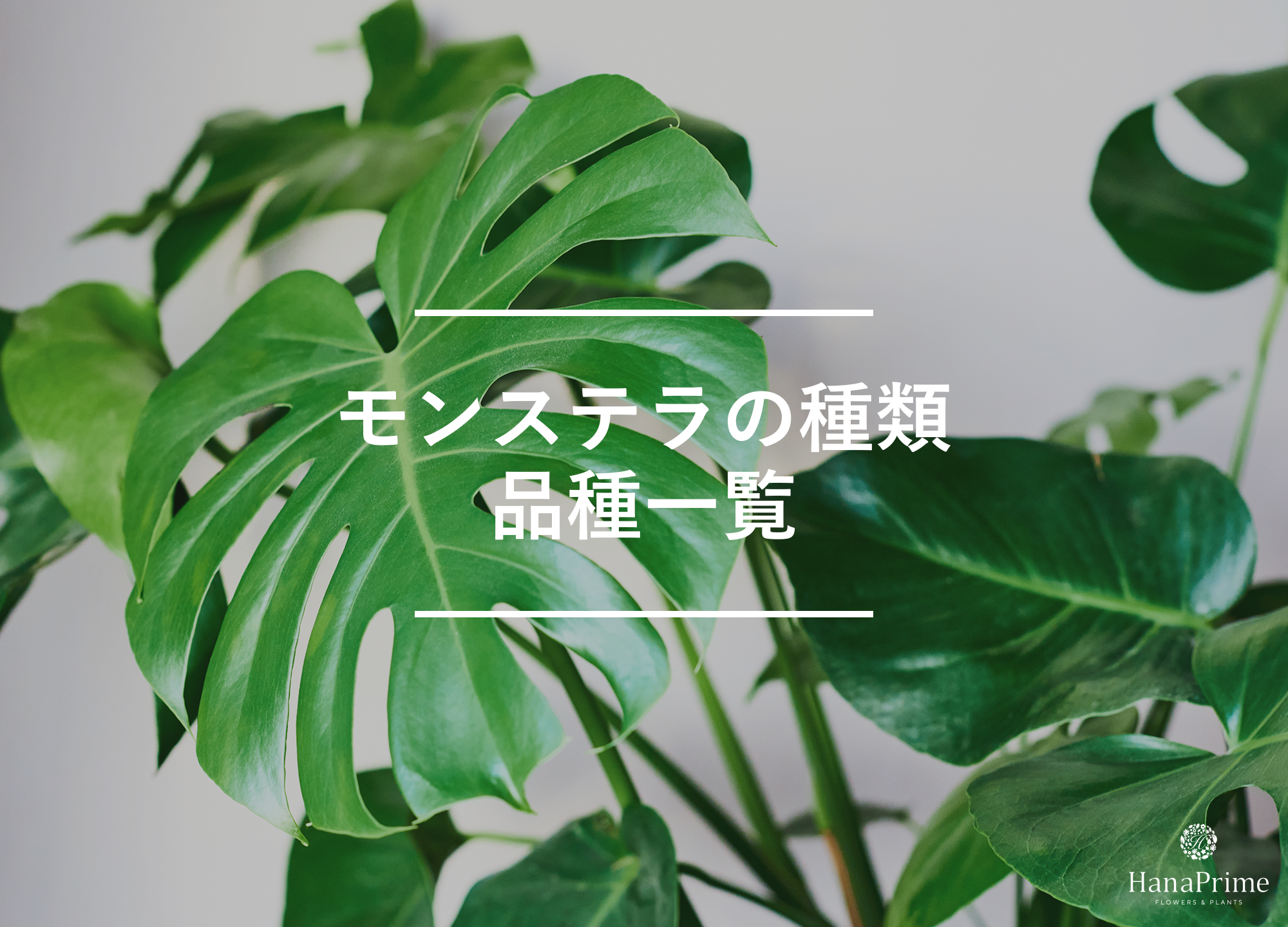 モンステラの品種