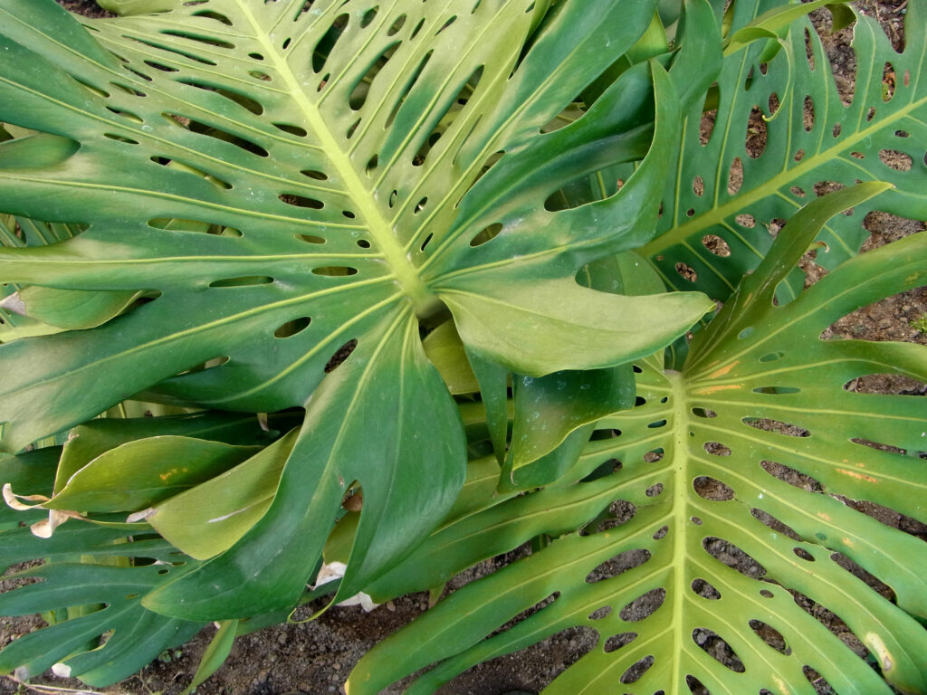 モンステラ マクロコズム