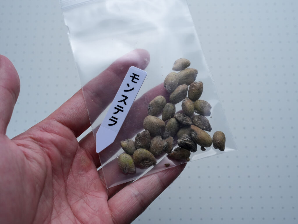 モンステラの種まき