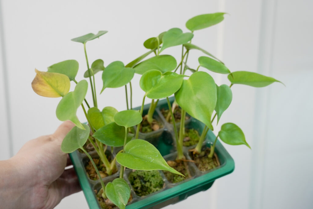 種から育てたモンステラ1カ月後