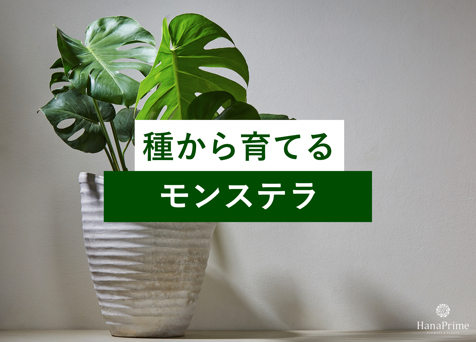 種から育てるモンステラ