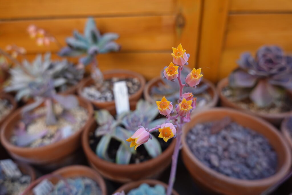 エケベリア トップスプレンダーはどんな花が咲く?