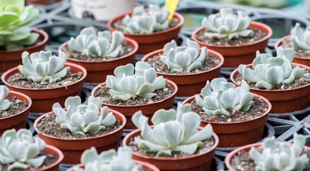 エケベリア トップスプレンダーの増やし方