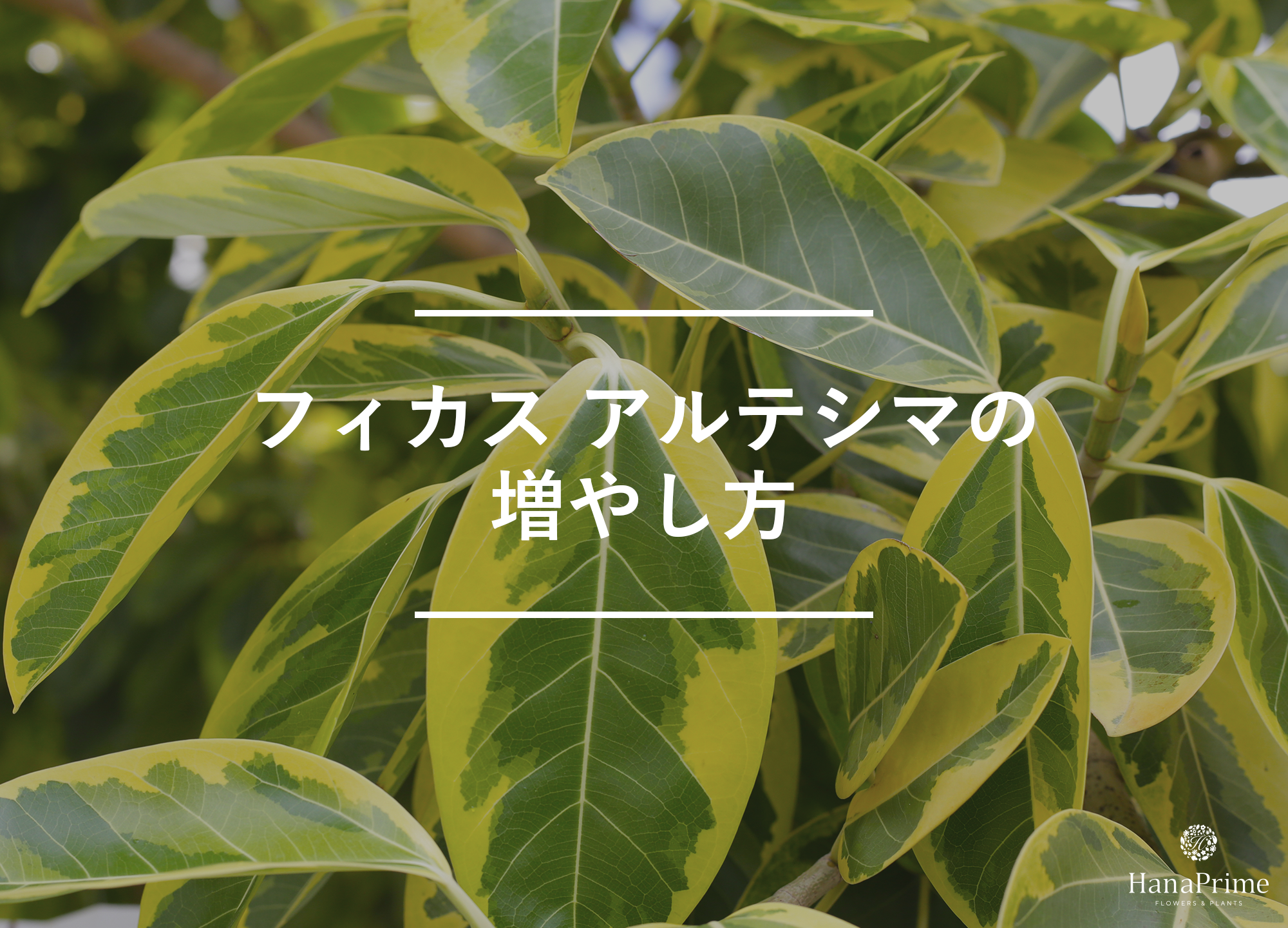 フィカス アルテシマの増やし方