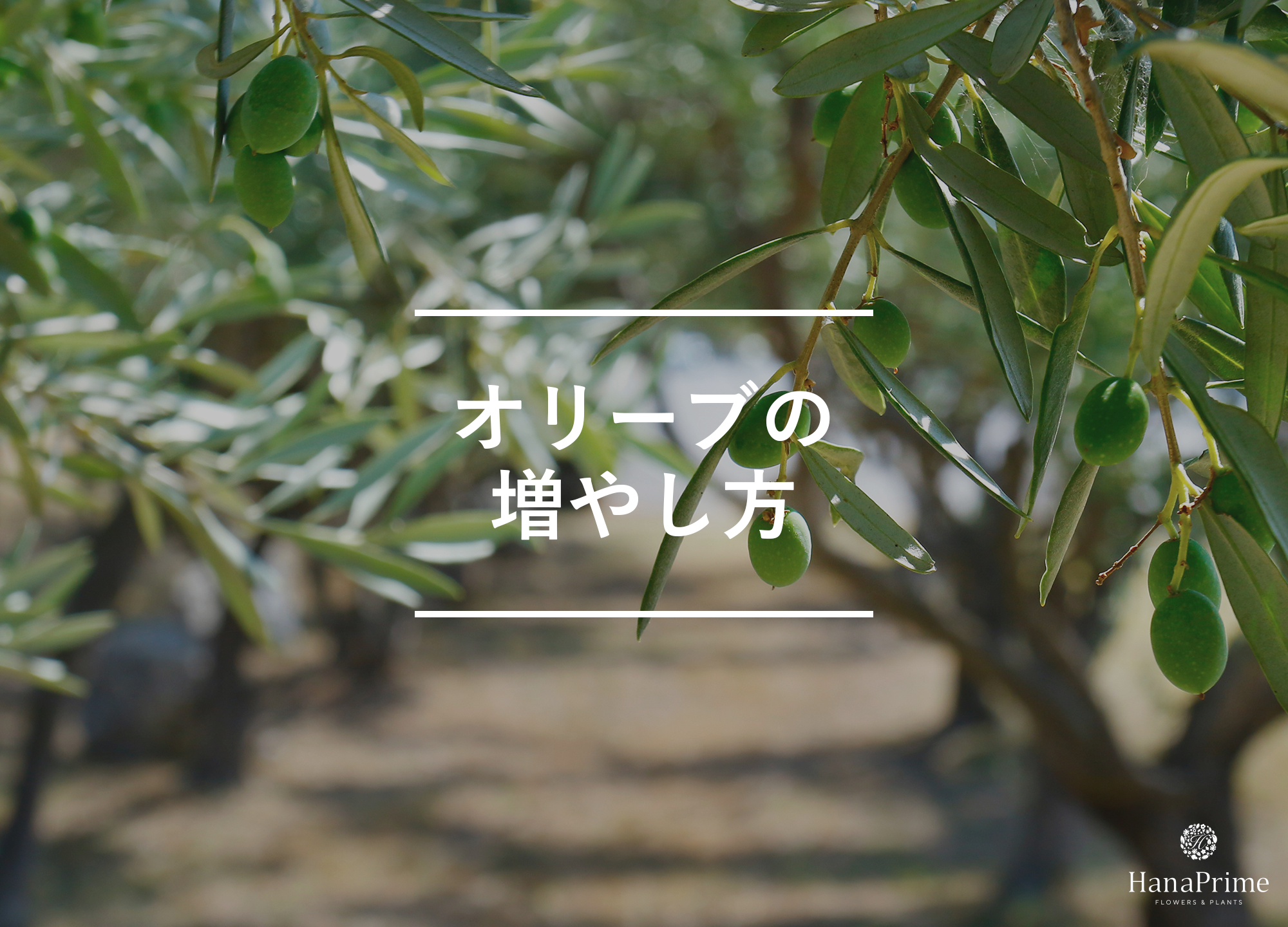 オリーブの増やし方