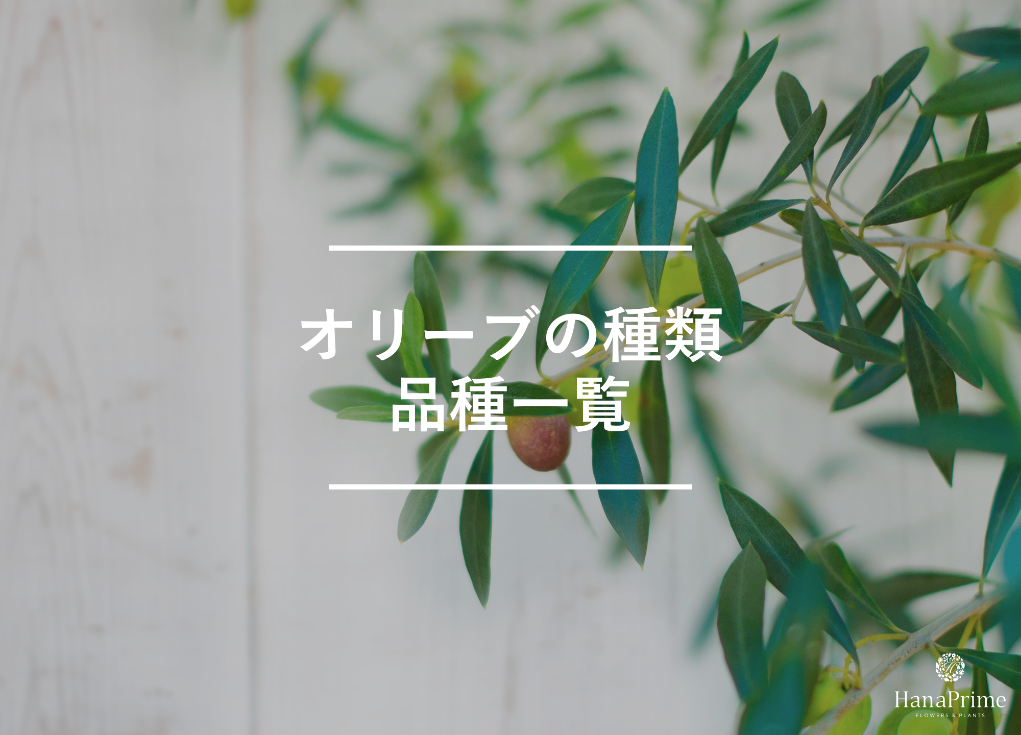 オリーブの種類