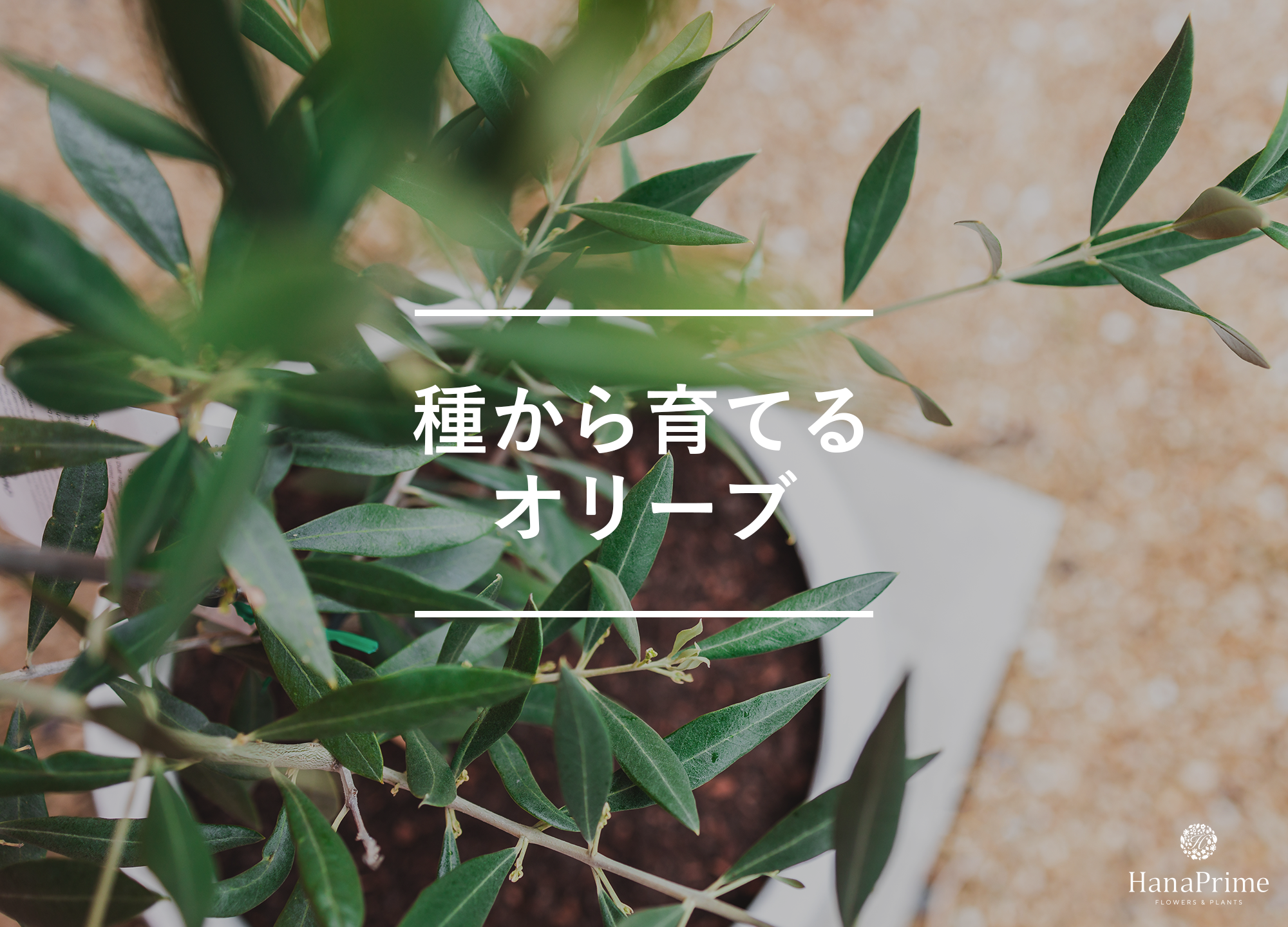 種から育てるオリーブ