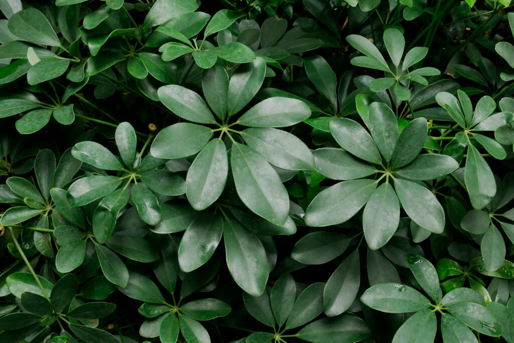 シェフレラ ブラッサイア