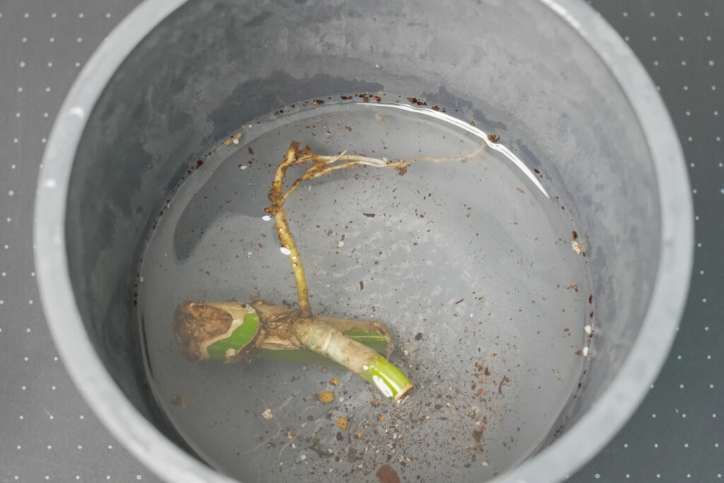 ② あく抜きをする