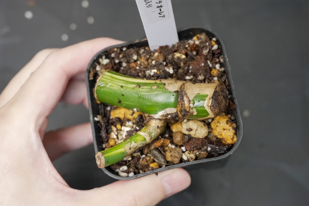 ③ 切った茎を水苔または土の上に伏せる