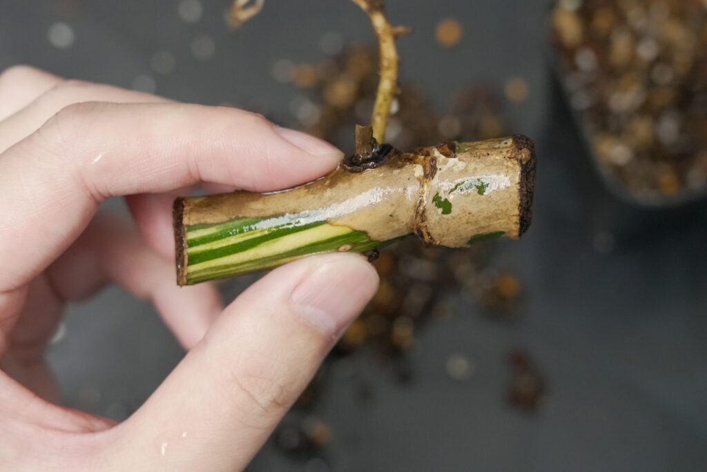 モンステラの増やし方