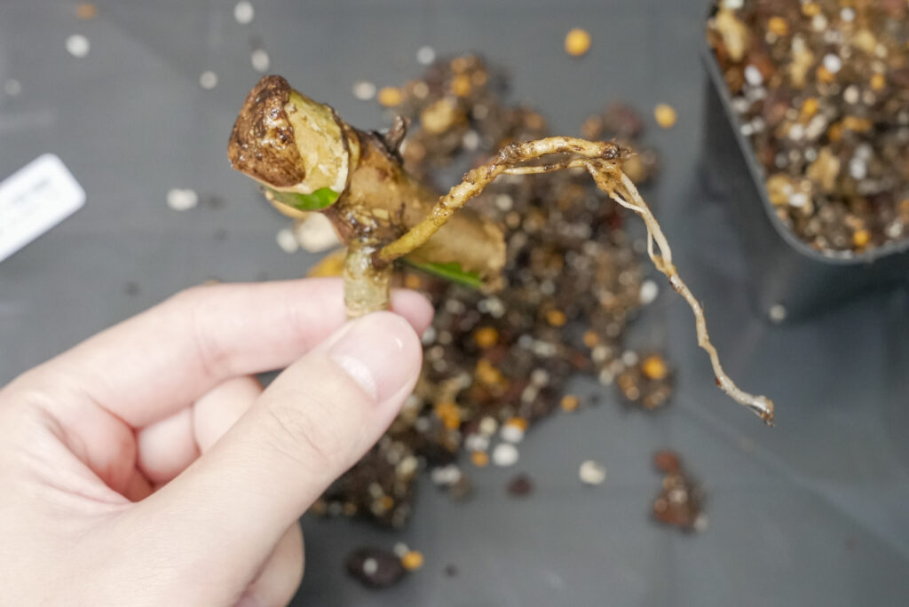 ④ 水やりをする