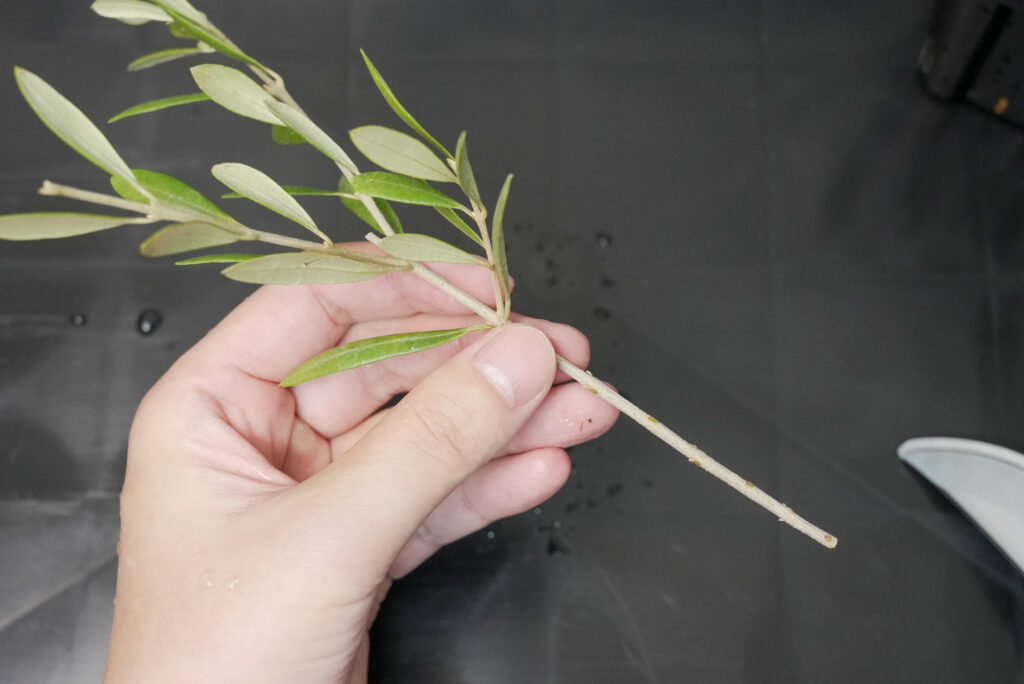 ① 挿し穂を用意する