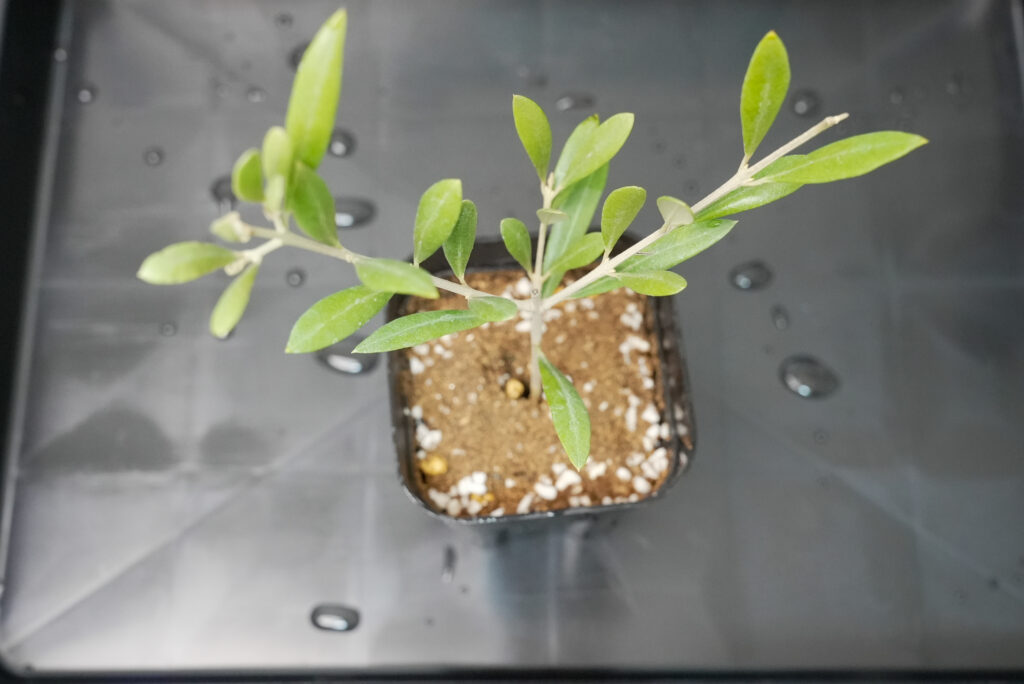 ③ 挿し床をつくって、挿し穂を植え付ける