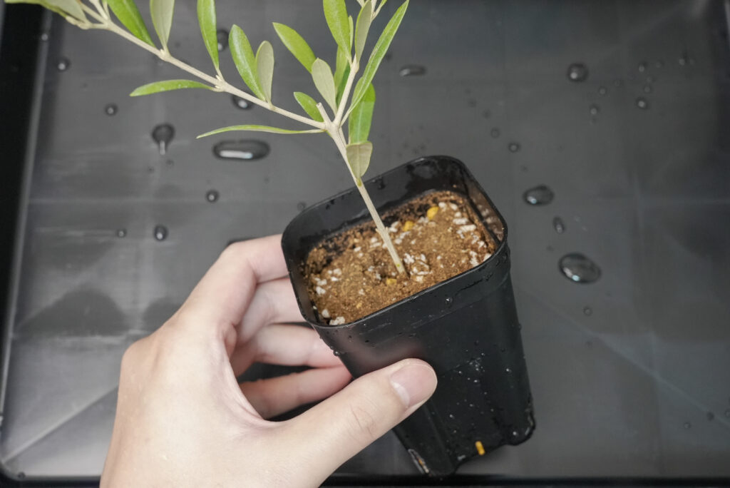 オリーブは挿し木で増やせる