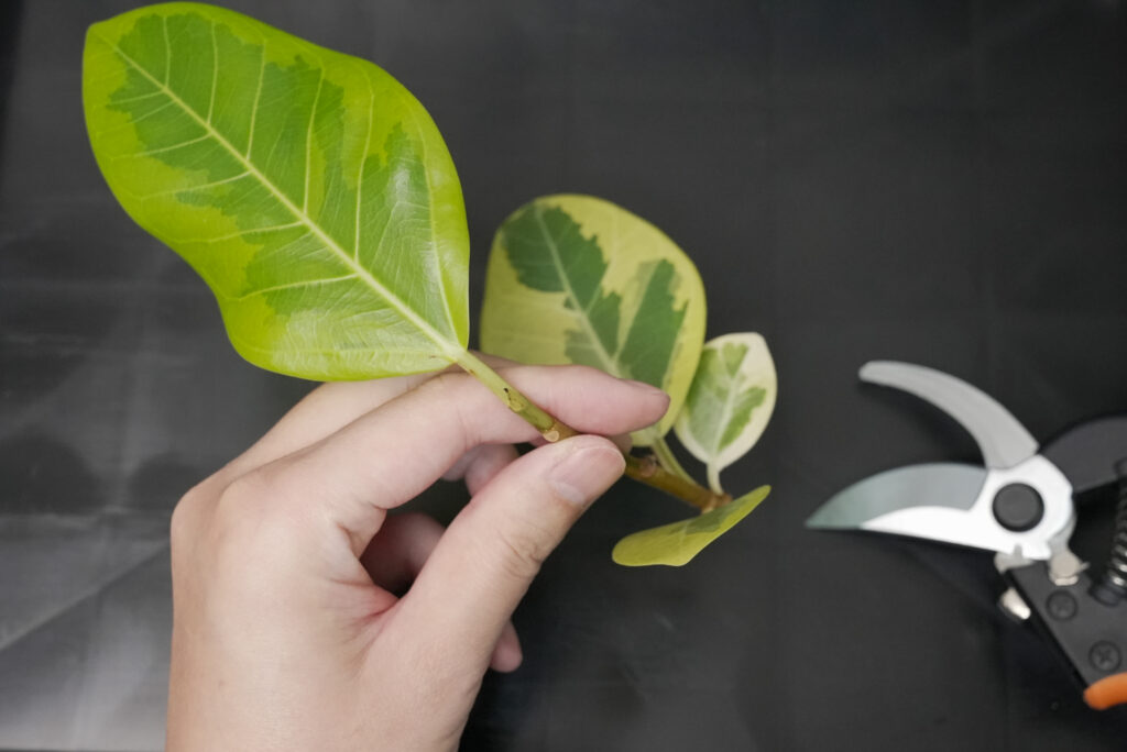 フィカス アルテシマの増やし方は3種類|挿し木・水挿し・取り木