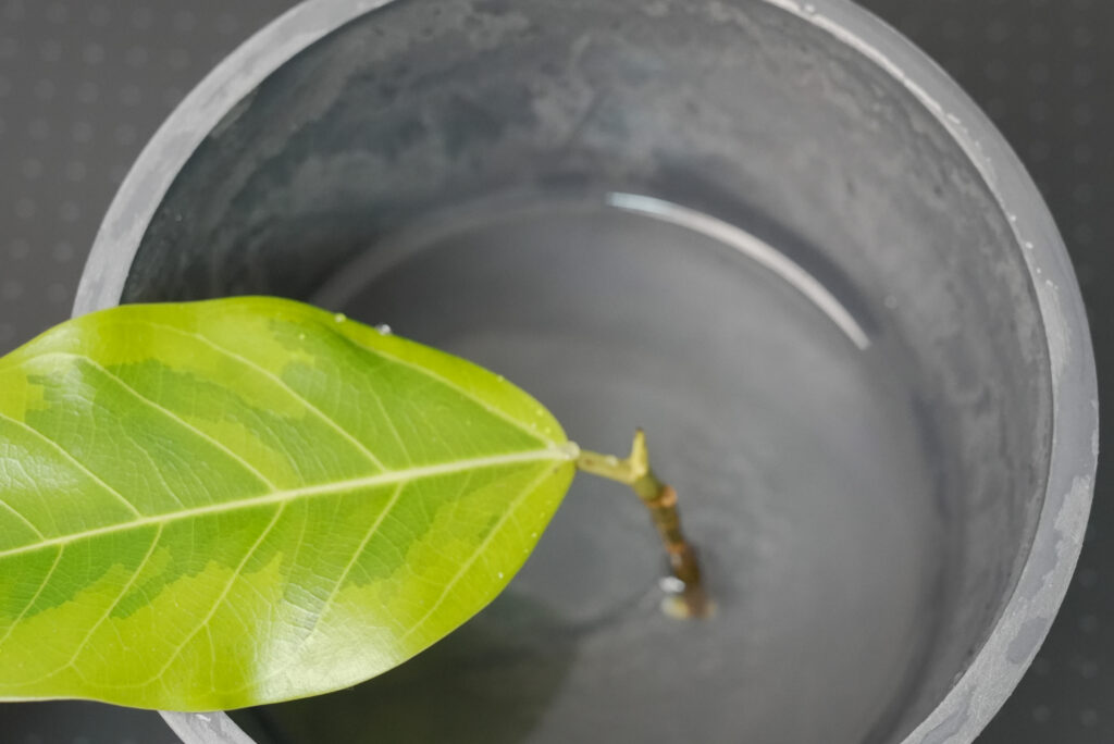 ① 切り取った挿し穂を水に挿す