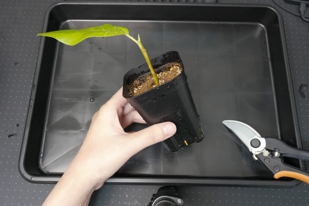 ② 挿し穂を土に植え付ける