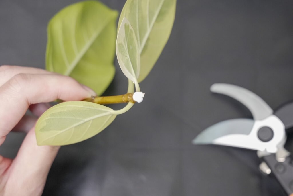 フィカス アルテシマの枝や葉の切り口から樹液