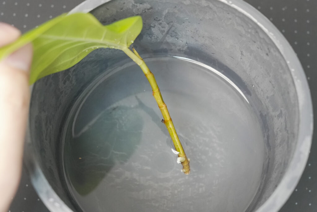 水挿しのやり方