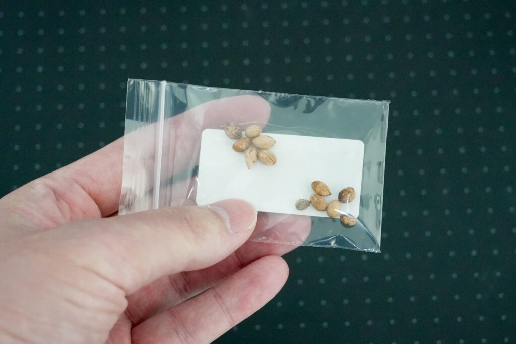 オリーブの種まき