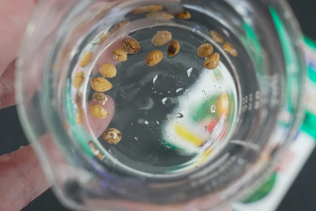 ⑤ 植える前に水に浸す