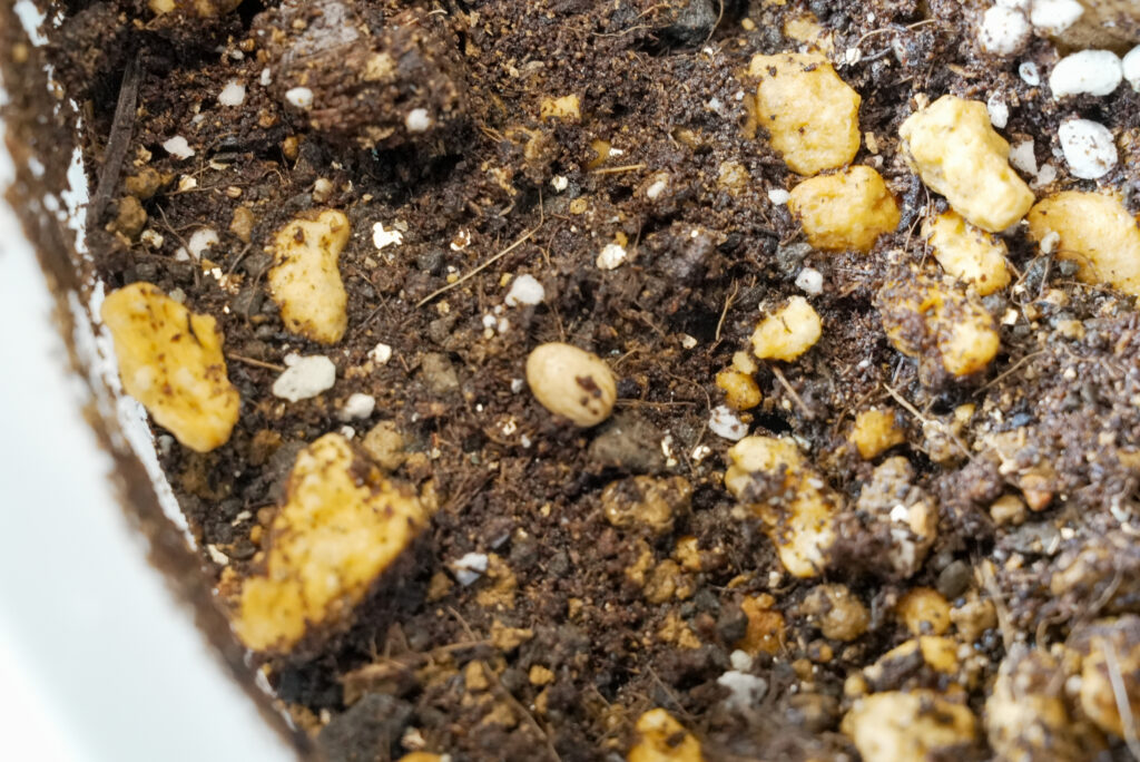 ⑥ 土に種をまく