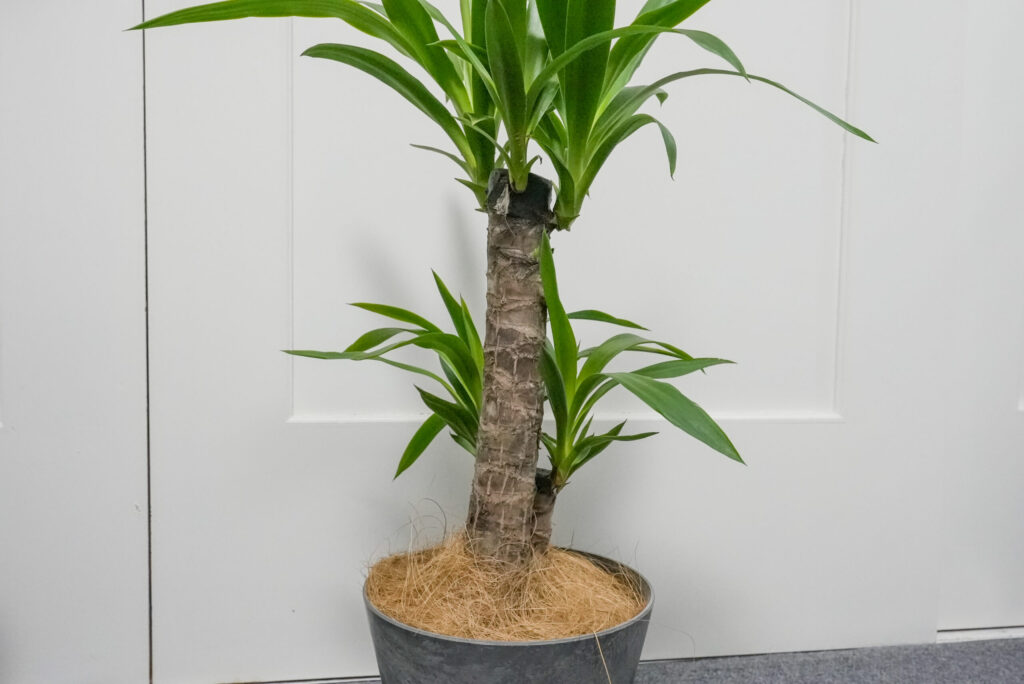 ユッカ(青年の木)の増やし方は挿し木がおすすめ