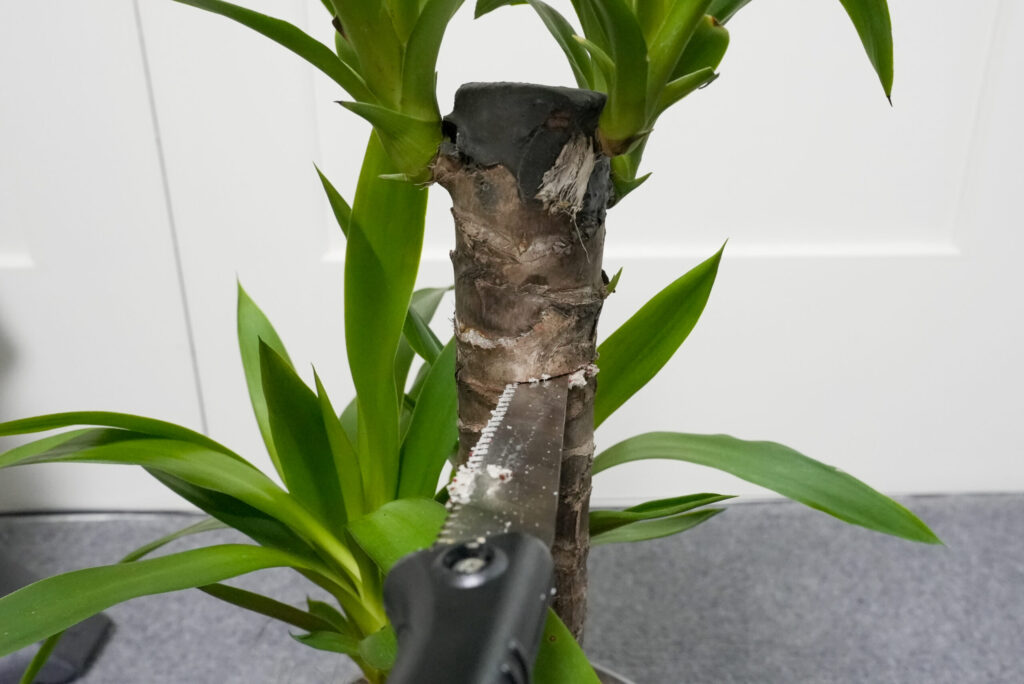 ① ユッカの挿し木用の枝を切る