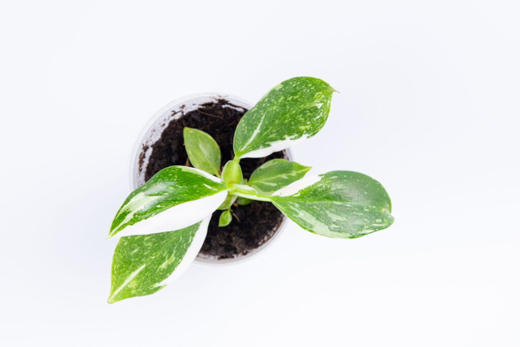 フィロデンドロン ホワイトウィザード