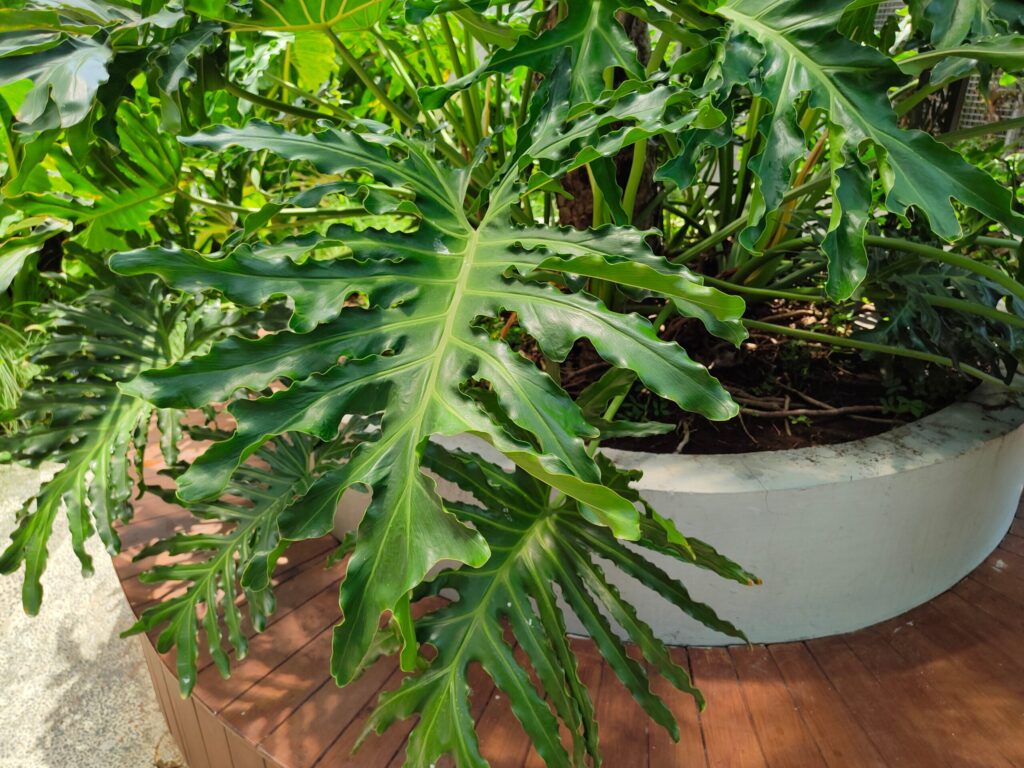 フィロデンドロン セローム