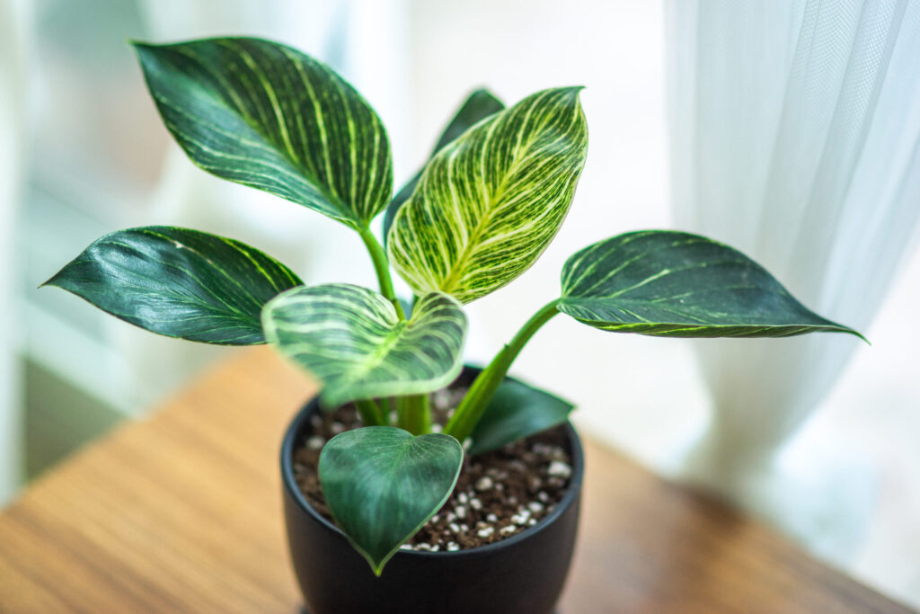 フィロデンドロン バーキン