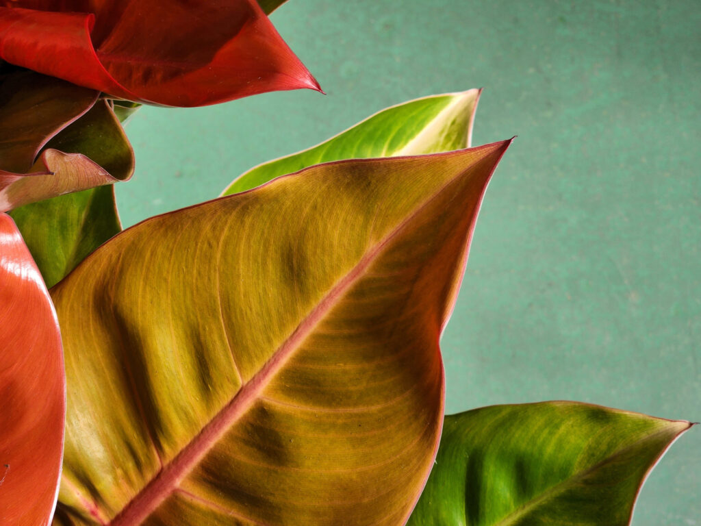 フィロデンドロン プリンスオブオレンジの葉っぱの特徴