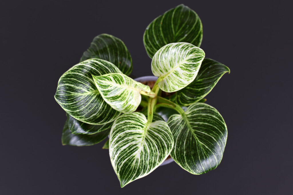 フィロデンドロン バーキン