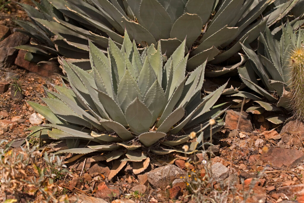 アガベ 吉祥天の増やし方