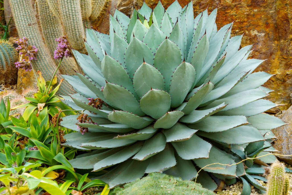 アガベ 吉祥天の育て方