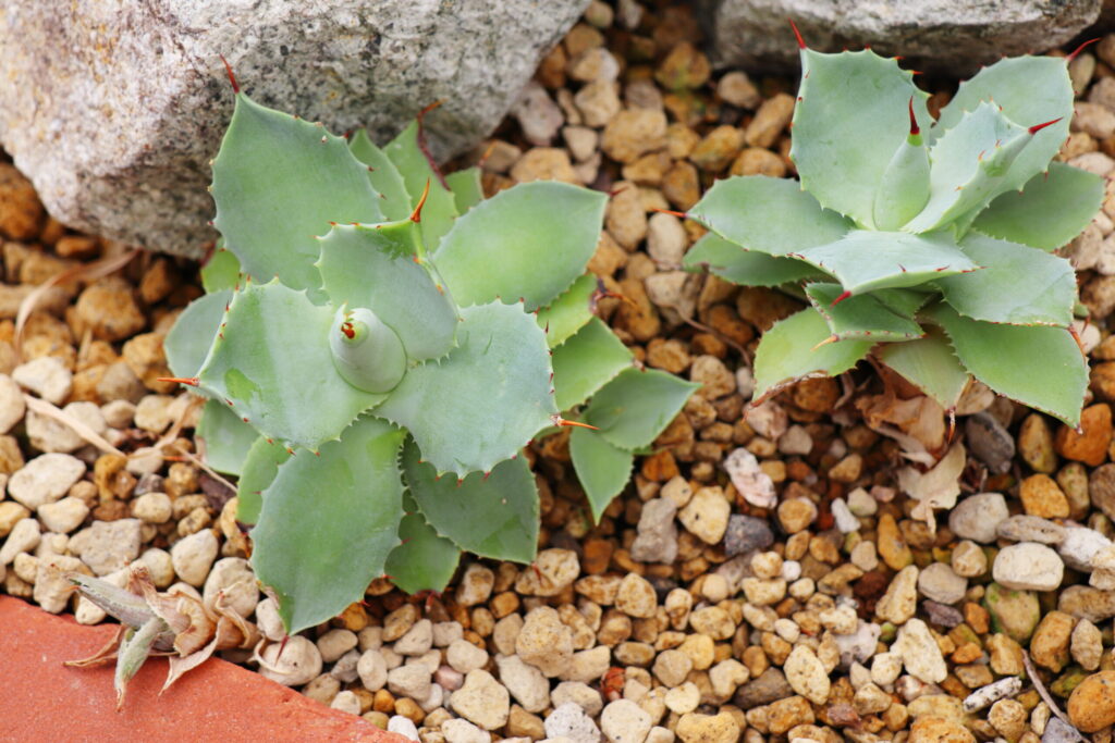 アガベ 雷神の育て方