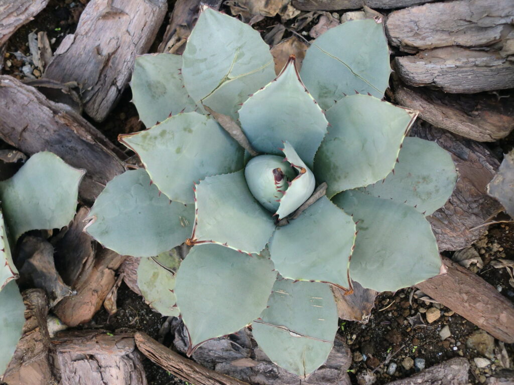 アガベ 雷神の栽培環境