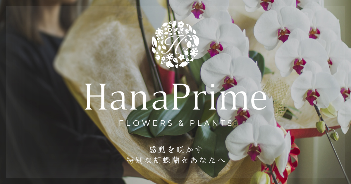 胡蝶蘭の通販｜立て札・送料無料｜HanaPrime（ハナプライム）