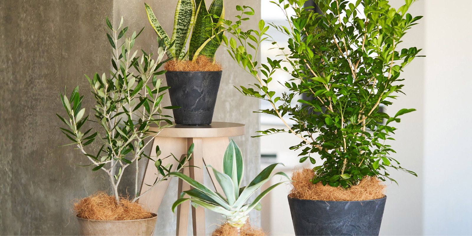 観葉植物の通販