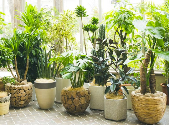 観葉植物