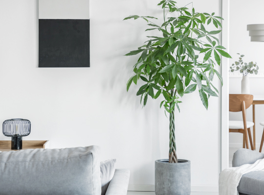 10号鉢の観葉植物