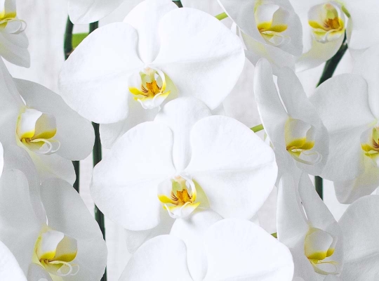 白色の胡蝶蘭の一覧ページ。白く美しい花輪の胡蝶蘭はお祝い花として大変人気のある胡蝶蘭です。3本～10本立ちの大輪胡蝶蘭からミディ胡蝶蘭まで専門店『Hana Prime』ならではの高品質胡蝶蘭が揃えられています。