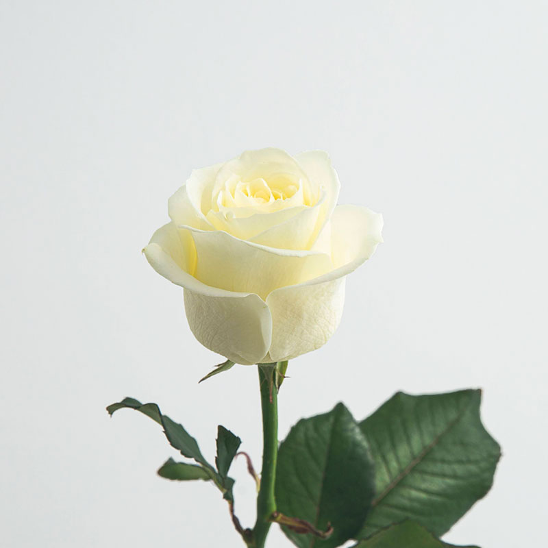 バラ（ホワイト）