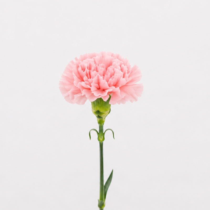 カーネーション（ピンク）